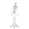 Erler Zimmer Skeleton 'HUGO' with Movable Spine