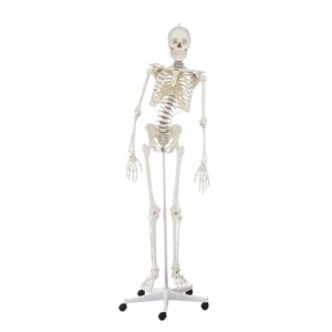 Erler Zimmer Skeleton 'HUGO' with Movable Spine