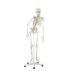 Erler Zimmer Skeleton 'PETER' with Movable Spine and Muscle Markings