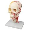 Erler Zimmer Neurovascular Skull