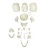 Erler Zimmer Disarticulated Human Medical Study Skull