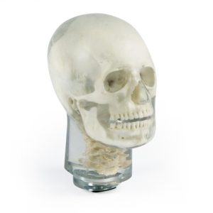 Erler Zimmer X-ray Phantom Head With Cervical Vertebrae (Transparent)