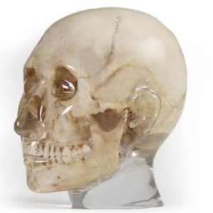 Erler Zimmer X-ray Phantom Head (Transparent)