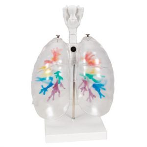 3B Scientific CT Bronchial Tree Model with Larynx & Transparent Lungs Smart Anatomy