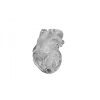 Erler Zimmer Heart Model, Flexible, Didactical Version