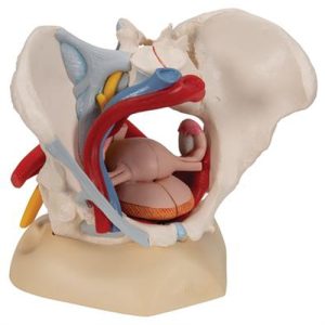 3B Scientific Human Female Pelvis Skeleton Model with Ligaments, Vessels, Nerves, Pelvic Floor Muscles & Organs, 6 Part Smart Anatomy