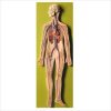 Circulatory System