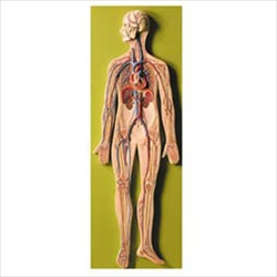 Circulatory System