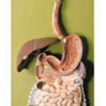 Human Digestive Tract Model
