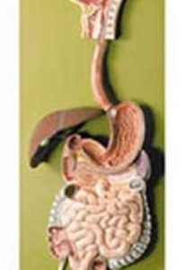 Human Digestive Tract Model