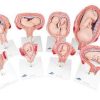 3B Scientific Pregnancy Models Series, 8 Individual Embryo & Fetus Models Smart Anatomy