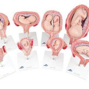 3B Scientific Pregnancy Models Series, 8 Individual Embryo & Fetus Models Smart Anatomy