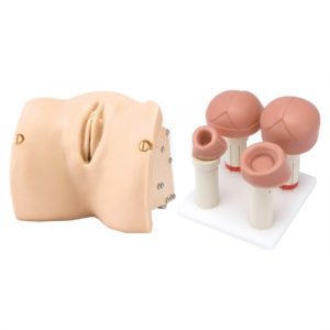 Erler Zimmer Birth Stages Examination Module