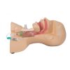 Erler Zimmer Tracheostomy Management Simulator