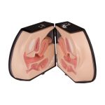 Erler Zimmer Female Genital Organs