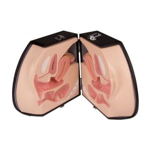 Erler Zimmer Female Genital Organs