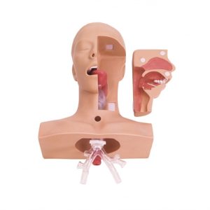 Erler Zimmer Suction Training Model