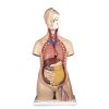 Nasco Life or Foam Classic 3B Scientific Unisex Torso (12-Part)