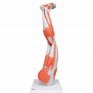 3B Scientific Muscle Leg Model, 3/4 Life-Size, 9 Part Smart Anatomy