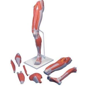 3B Scientific Life-Size Deluxe Muscle Leg Model, 7 Part Smart Anatomy