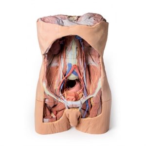 Erler Zimmer Posterior Abdominal Wall