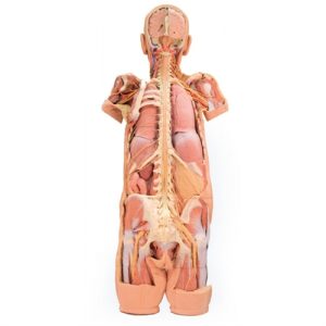 Erler Zimmer Nervous System Dissection (Posterior View)