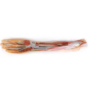 Erler Zimmer Forearm and Hand - Superficial and Deep Dissection