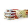 Erler Zimmer Deep Upper Limb and Hand