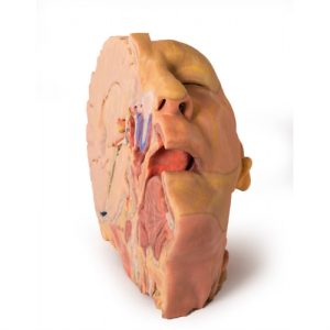 Erler Zimmer Head and Neck