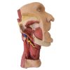 Erler Zimmer Deep Face/Infratemporal Fossa