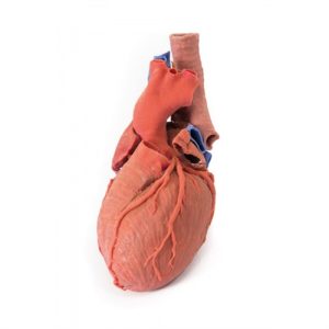 Erler Zimmer Heart and the Distal Trachea, Carina and Primary Bronchi