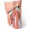 Erler Zimmer Male Left Pelvis and Proximal Thigh