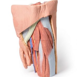 Erler Zimmer Male Left Pelvis and Proximal Thigh