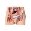 Erler Zimmer Male Pelvis