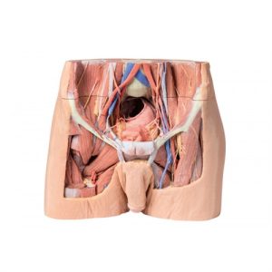 Erler Zimmer Male Pelvis