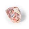Erler Zimmer Female Right Pelvis Superficial and Deep Structures