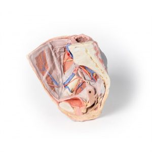 Erler Zimmer Female Right Pelvis Superficial and Deep Structures