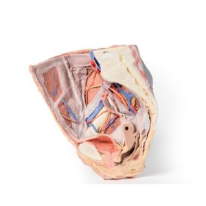Erler Zimmer Female Right Pelvis