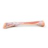 Erler Zimmer Lower Limb - Deep Dissection