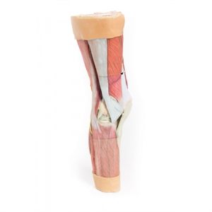 Erler Zimmer Lower Limb Musculature