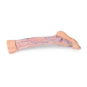 Erler Zimmer Lower Limb Superficial Veins