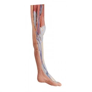 Erler Zimmer Lower Limb - Superficial Dissection