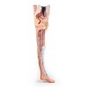Erler Zimmer Lower Limb - Superficial Dissection With Male Left Pelvis