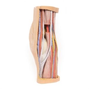 Erler Zimmer Popliteal Fossa