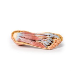 Erler Zimmer Foot - Plantar Surface & Superficial Dissection on the Dorsum