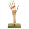 Functional Model of the Hand and Wrist