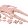 3B Scientific Patient Care Manikin PRO