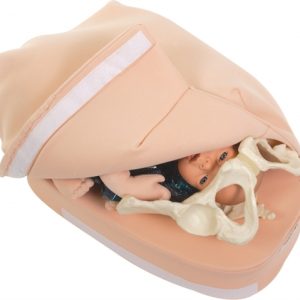 Erler Zimmer Abdominal Palpation Model Set
