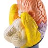 Erler Zimmer Regional Brain, 4-Part, 2 Times Life Size
