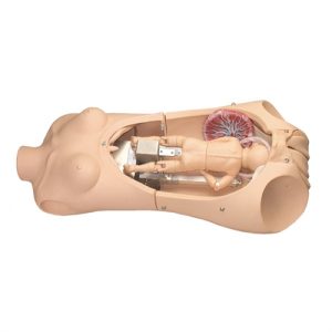 Erler Zimmer Noelle Birthing Torso